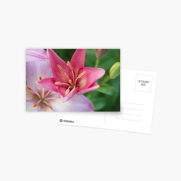 Flower Calendar 12 Postcard