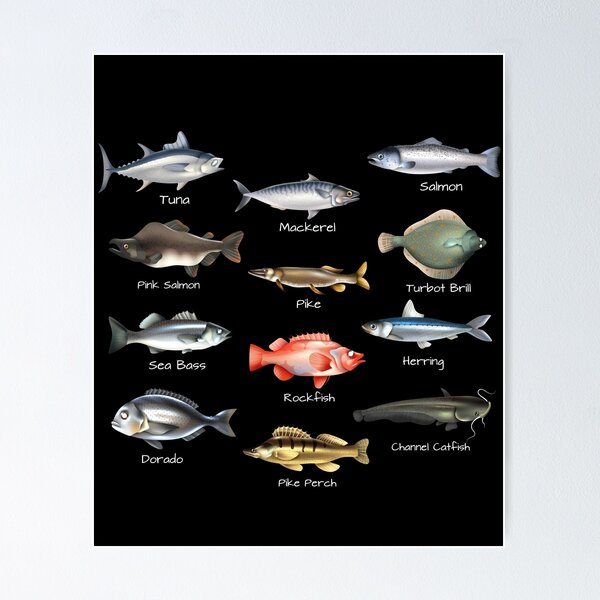 Freshwater Bass Fish Poster and Identification Chart : : Sports &  Outdoors