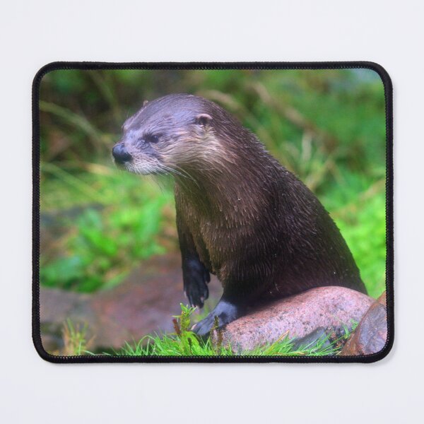 Item preview, Fingal designed and sold by RedHillDigital.