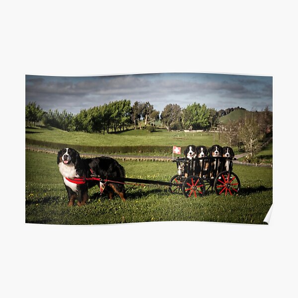 Bernese Mountain Dog & Puppies Poster