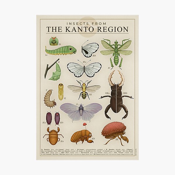 Insects from the Kanto Region Photographic Print