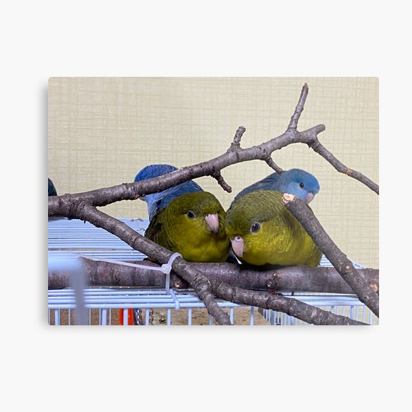 Small Parrots Metal Print