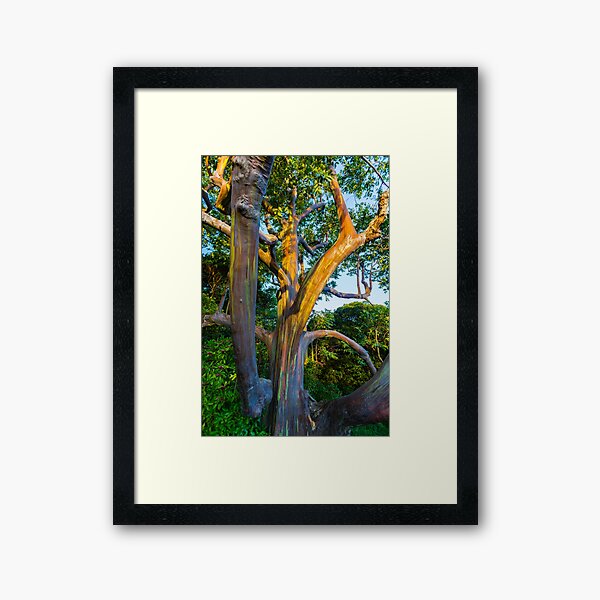Maui Rainbow Eucalyptus tree Framed Art Print