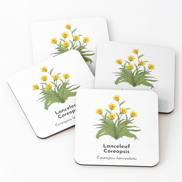 Item preview, Lanceleaf Coreopsis (Coreopsis lanceolata) designed and sold by Bittersweet Gardener.