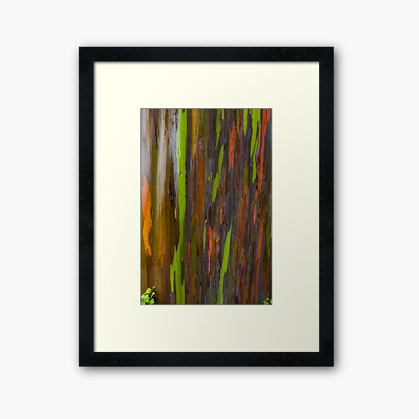 Abstract of Bark on a Rainbow Eucalyptus Tree 3 Framed Art Print