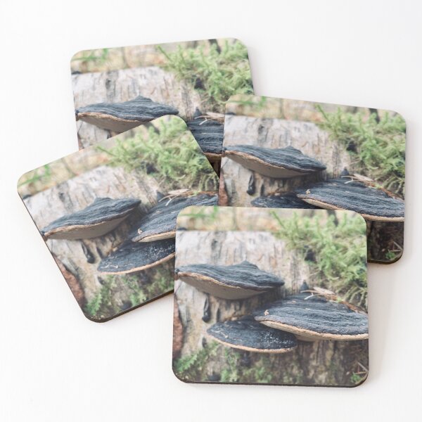 Item preview, Polypores designed and sold by Kelly O'Neill.