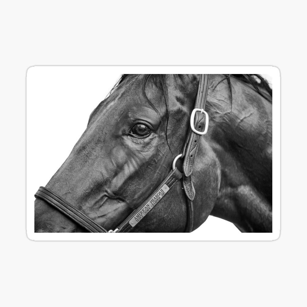 American Pharoah - Champion Racehorse Samsung Galaxy Phone Case