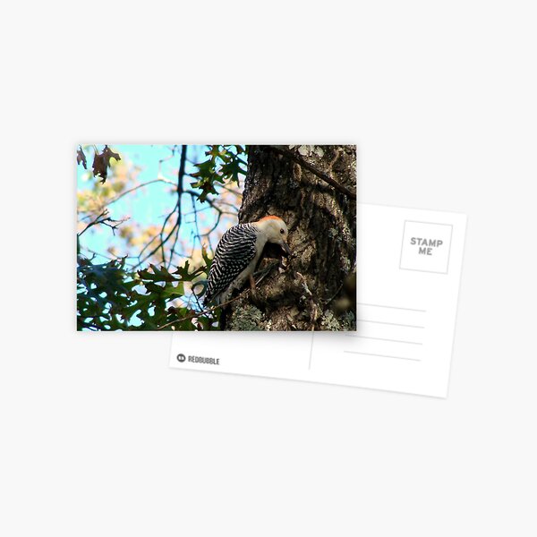 Red-bellied Woodpecker Postcard
