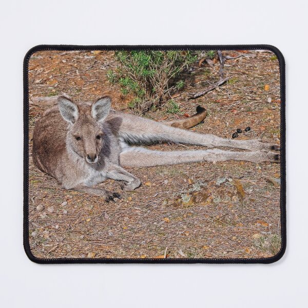 Item preview, Kangaroo, Canberra, Australia designed and sold by StevenRalserPhoto.