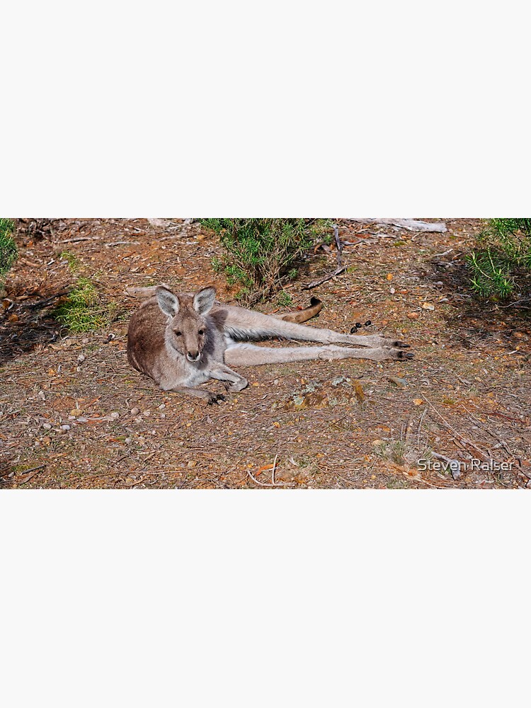 "Kangaroo, Canberra, Australia" Sticker for Sale by ralser Redbubble