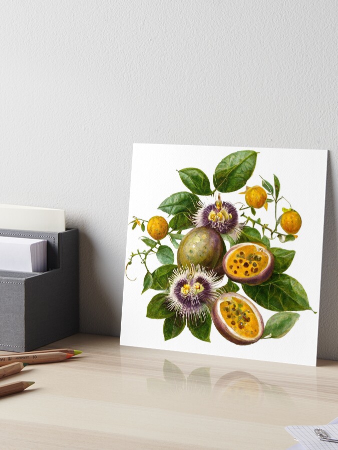 Botanical Passionfruit Lilikoi Illustration | Art Board Print