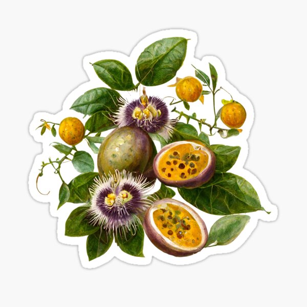 Botanical Passionfruit Lilikoi Illustration | Art Board Print