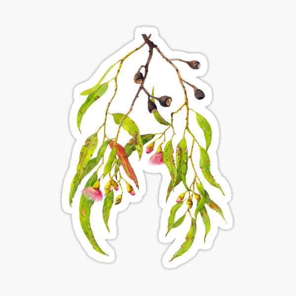 Item preview, Eucalyptus Tree Branch with Pink Gum Flowers designed and sold by Zoya Makarova.