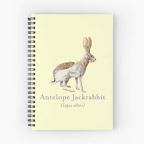 Item preview, Antelope Jackrabbit Portrait with Scientific Name designed and sold by Futurebeachbum.