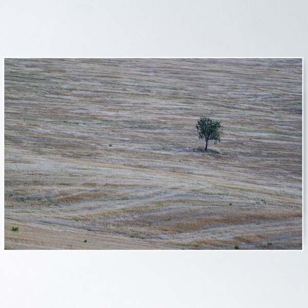 Item preview, Tree in Val D Orcia designed and sold by pietrofoto.