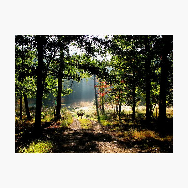 Artikelvorschau,  Das erste Morgenlicht ist die Spitze !! Ich fotografiere gerne das intensive Licht entworfen und verkauft von NatureGreeting Cards ©ccwri.