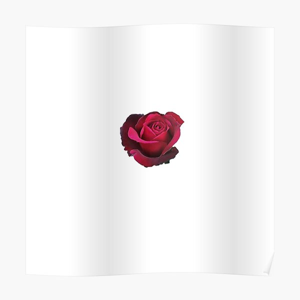 Póster «Rosa» de Shhhugar | Redbubble