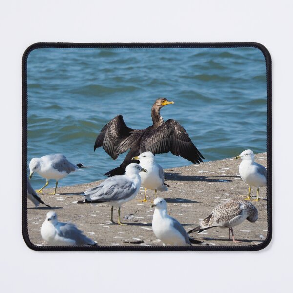 Item preview, Double-crested Cormorant With A Flock Of Gulls designed and sold by BackyardBirder.