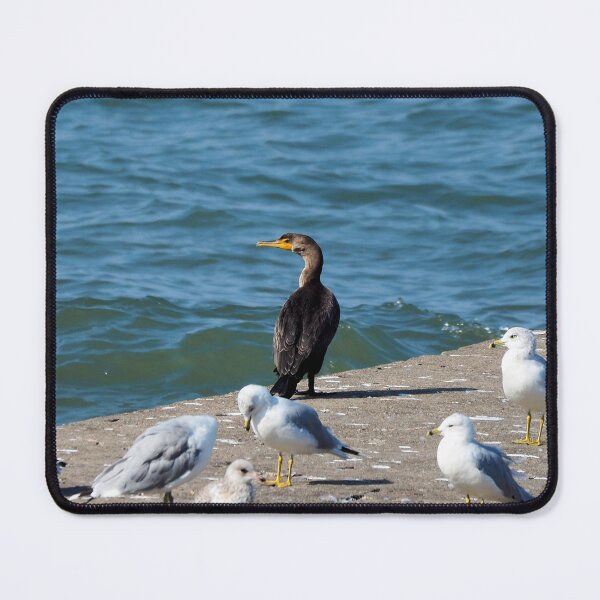 Item preview, Double-crested Cormorant and a Flock Of Gulls designed and sold by BackyardBirder.