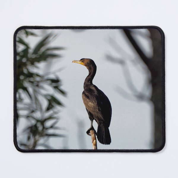 Item preview, Double-crested Cormorant Perched On a Tree Branch designed and sold by BackyardBirder.