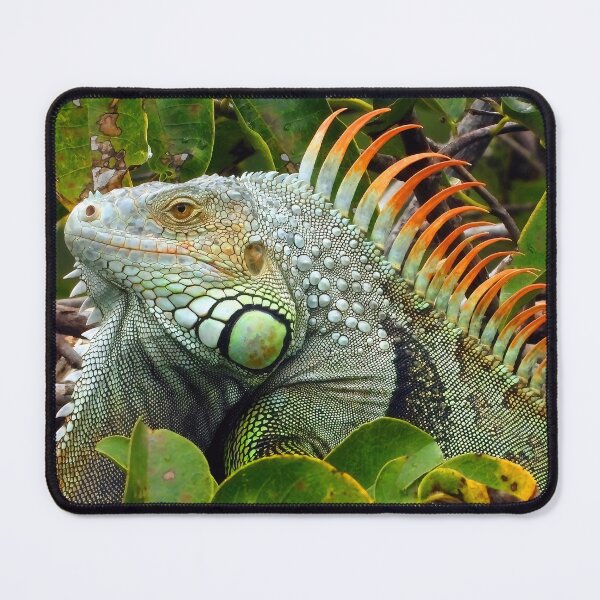 Item preview, Iguana Male 1 designed and sold by Jeffrey Mask.