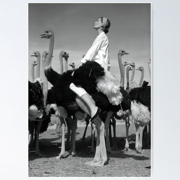 Item preview,  Big Bird - Parkinson, Wenda and ostriches, 1951 designed and sold by teresaboyd12321.