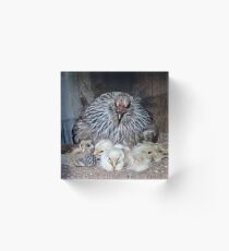 Bantam and chicks Acrylic Block