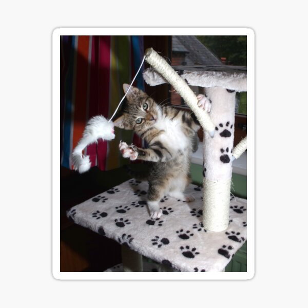 Gang kitten Sticker