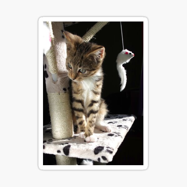 Kitten playing on cat tree Sticker