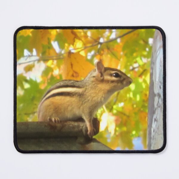 Item preview, Cute Chipmunk Photo designed and sold by drbozzo.