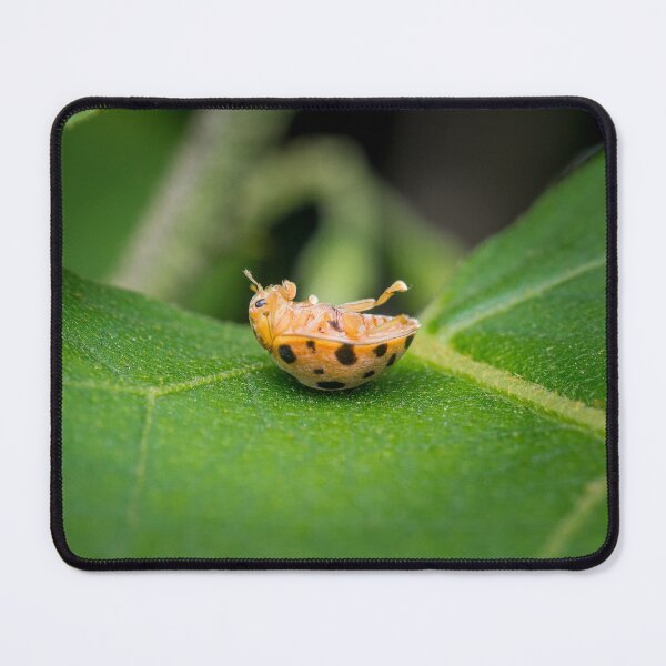 Item preview, A silly 28-spotted potato ladybird rolled onto its back designed and sold by AvonPerception.