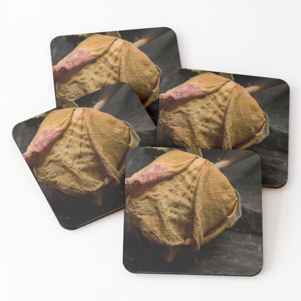 Item preview, Dry rose designed and sold by Milan Latta.