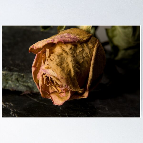 Item preview, Dry rose designed and sold by Milan Latta.