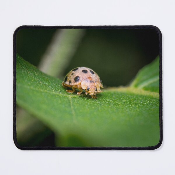 Item preview, The silly 28-spotted potato ladybird managed to roll itself back on its feet designed and sold by AvonPerception.