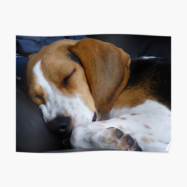 Beagle dog Poster