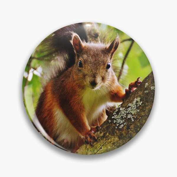 Item preview, Squirrel designed and sold by ReljaX.