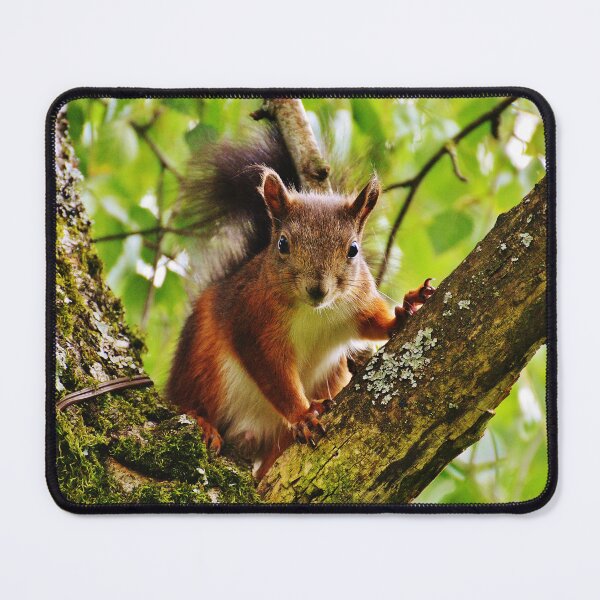 Item preview, Squirrel designed and sold by ReljaX.