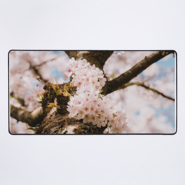 Item preview, Cherry blossom tree from below designed and sold by photofelix-.
