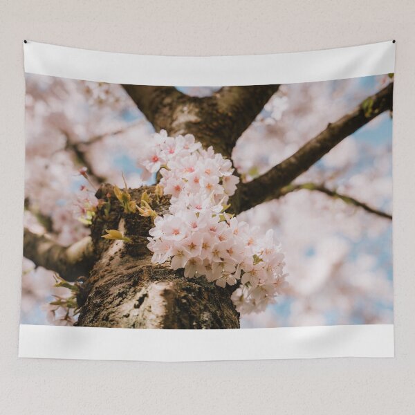 Item preview, Cherry blossom tree from below designed and sold by photofelix-.