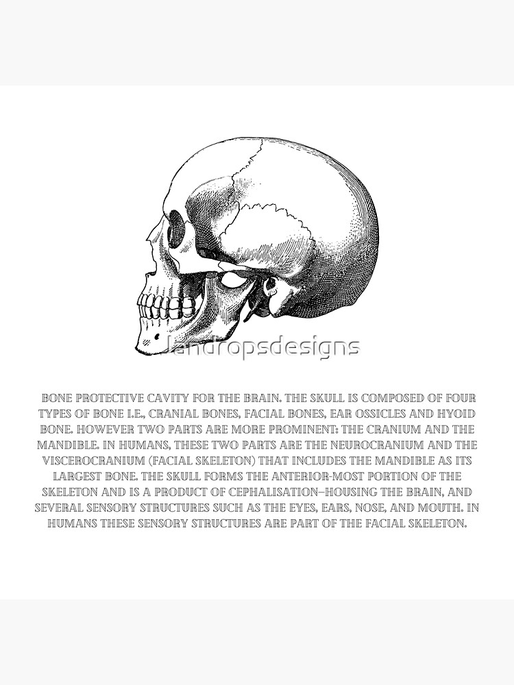 Human Skull and Bones available as Framed Prints, Photos, Wall Art and  Photo Gifts