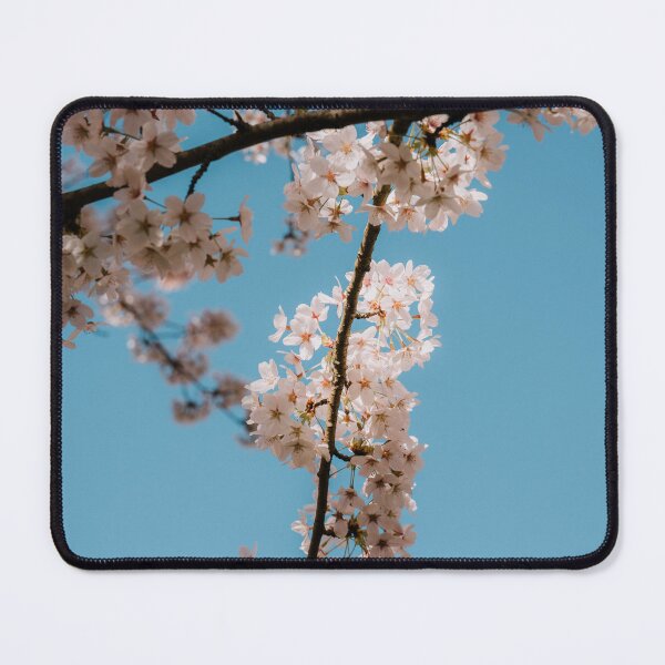 Item preview, Cherry blossom tree from below designed and sold by photofelix-.