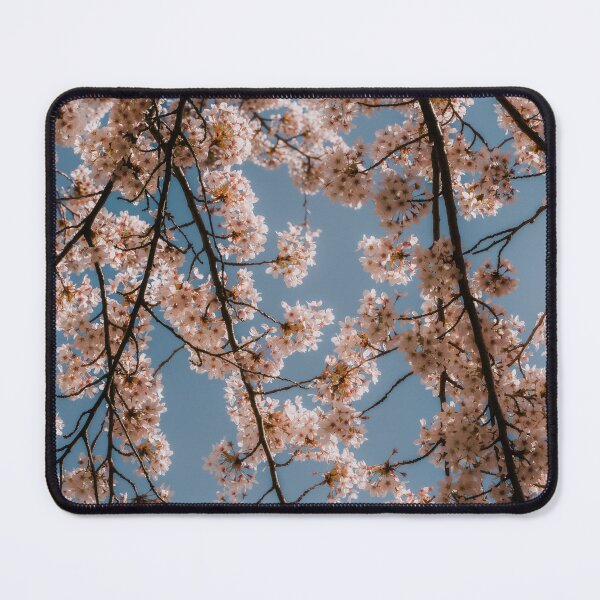 Item preview, Cherry blossom tree  from below designed and sold by photofelix-.