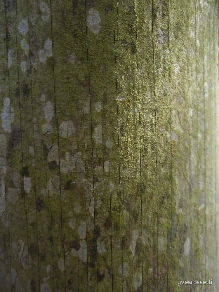 the green side of the moon by yvesrossetti