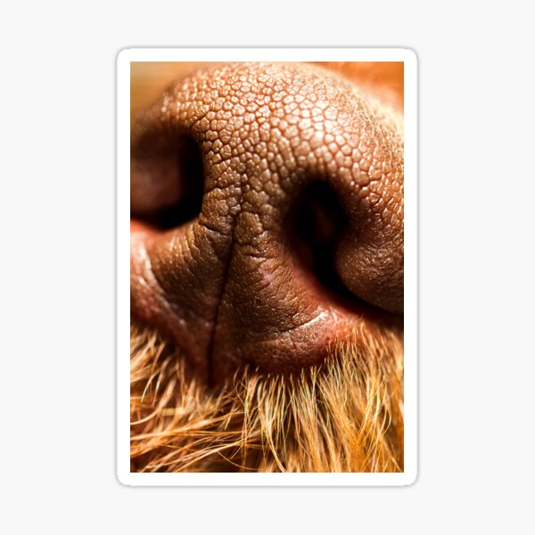 Brown Roan Italian Spinone Dog Nico Sticker