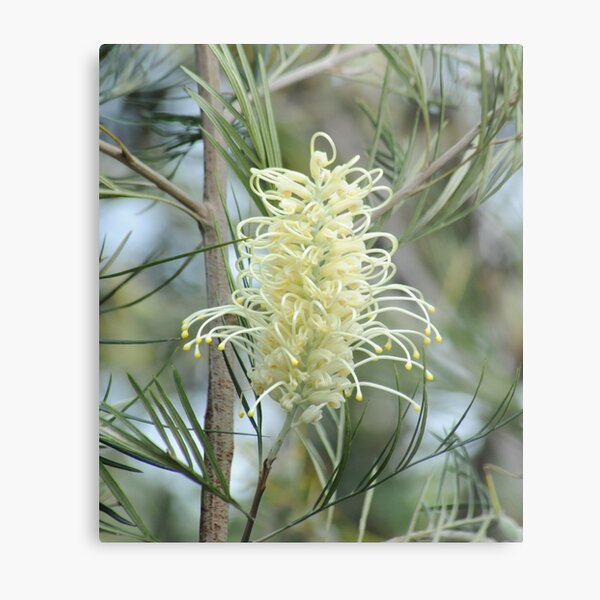 White Grevillia Metal Print