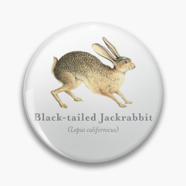 Item preview, Black-tailed Jackrabbit Portrait with Scientific Name designed and sold by Futurebeachbum.