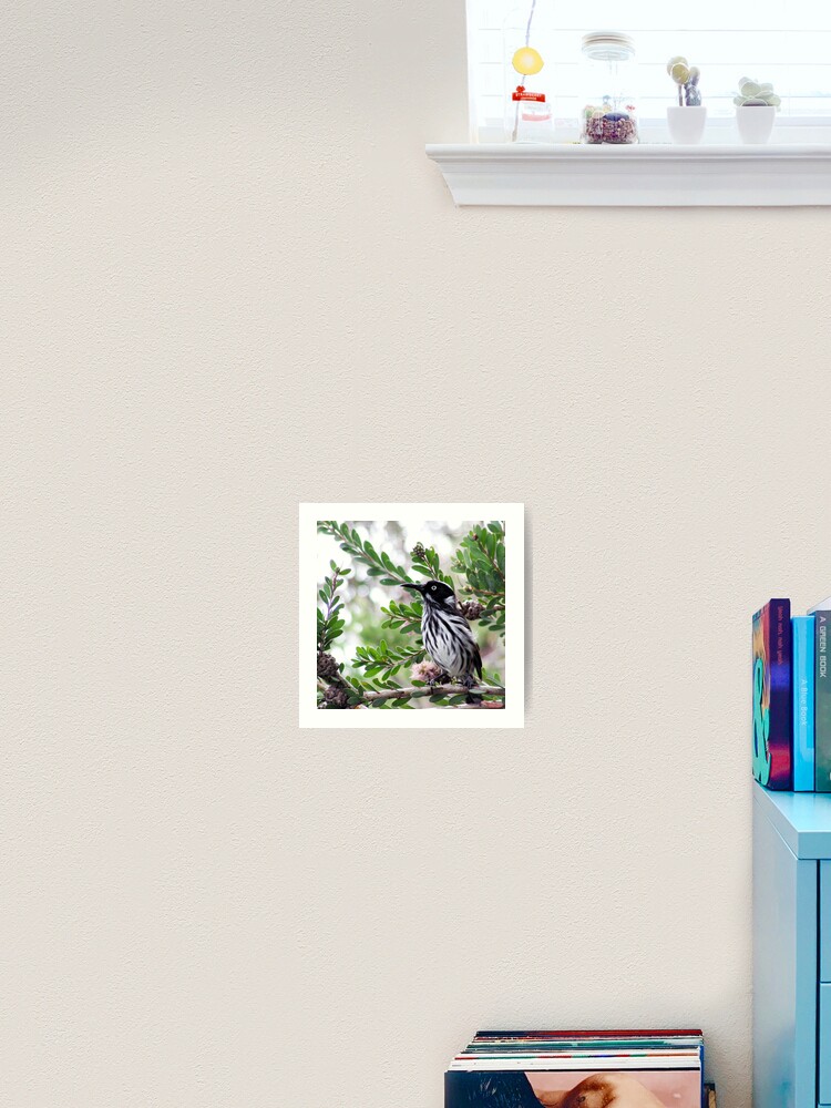 Thumbnail 1 of 3, Art Print, New Holland Honey Eater designed and sold by Andreas Koepke.