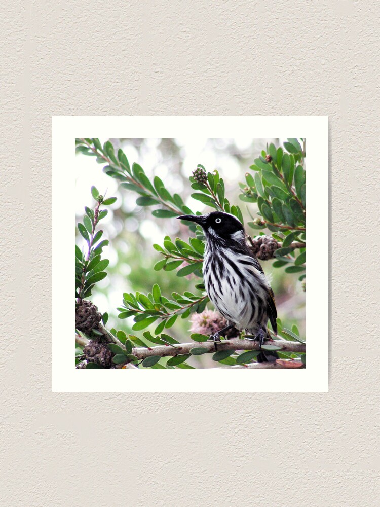 Thumbnail 2 of 3, Art Print, New Holland Honey Eater designed and sold by Andreas Koepke.