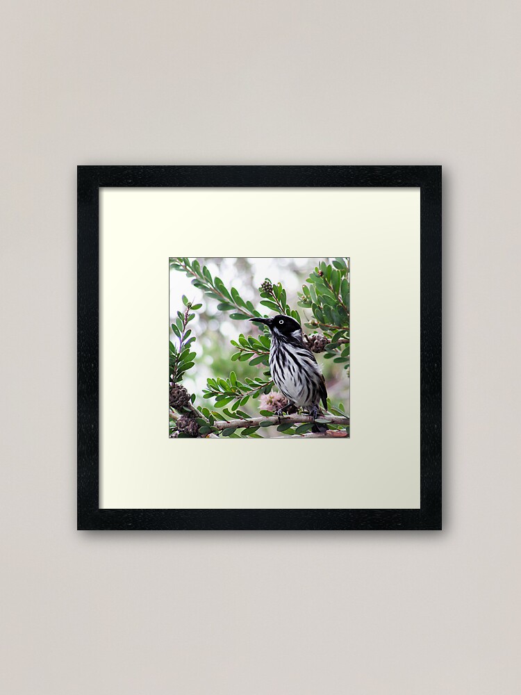 Alternate view of New Holland Honey Eater Framed Art Print