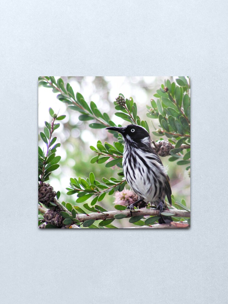 Alternate view of New Holland Honey Eater Metal Print